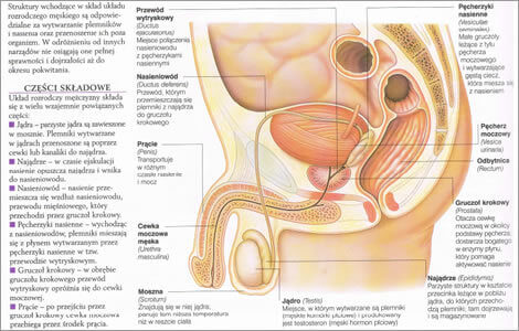 anatomia ukladu rozrodczego męskiego