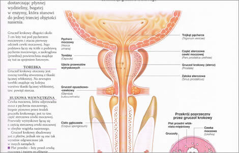 anatomia ukladu rozrodczego męskiego