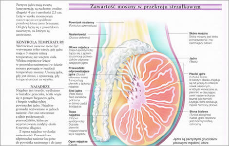 anatomia ukladu rozrodczego męskiego