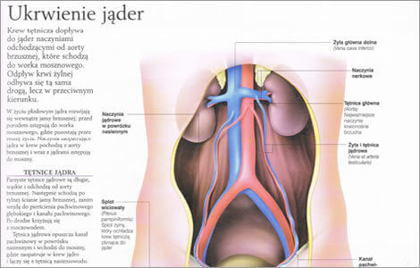 anatomia ukladu rozrodczego męskiego