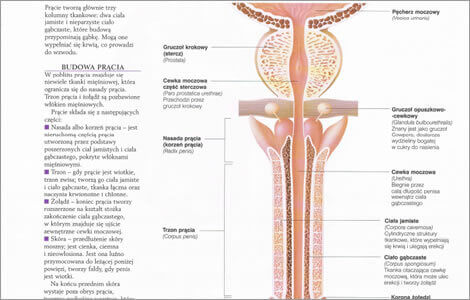 anatomia ukladu rozrodczego męskiego
