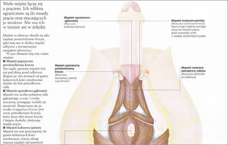 anatomia ukladu rozrodczego męskiego