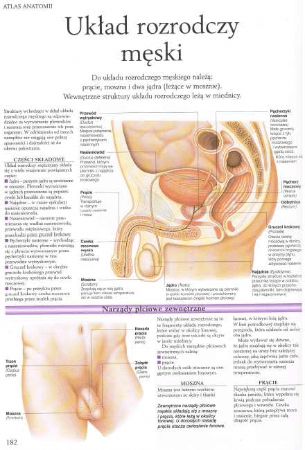 układ rozrodczy męski