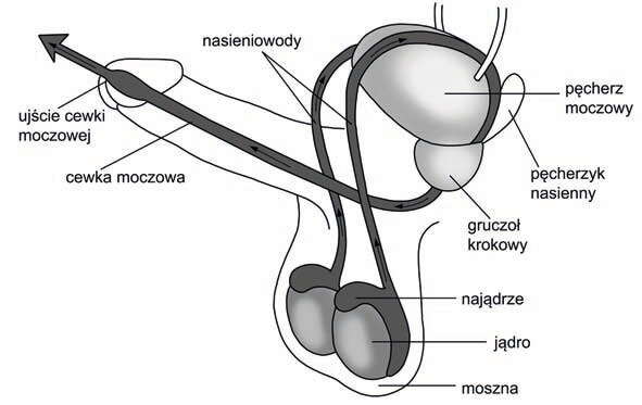 po wazektomii mężczyźni żyją dłużej